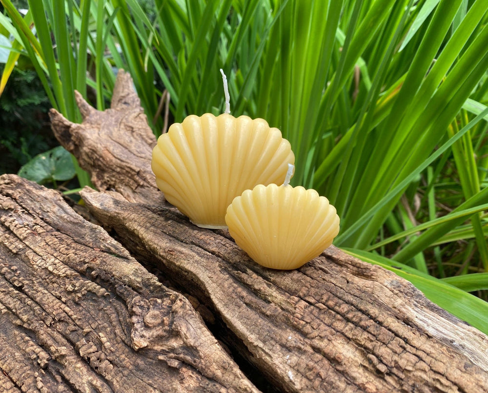 Clam Shell Beeswax Candle Set | 100% All Natural Bees Wax Candles | USA Handmade | Sea | Ocean | Sea | Bay | Beautiful Gift Clamshell NEW - Bees Light Candles