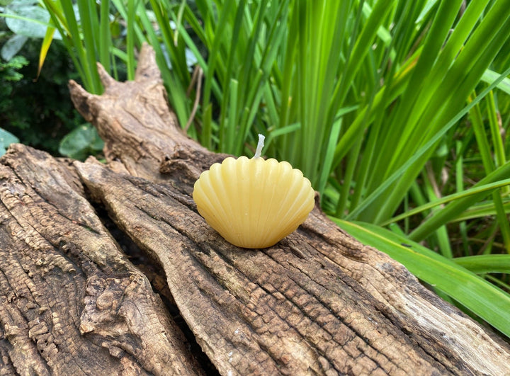 Clam Shell Beeswax Candle Set | 100% All Natural Bees Wax Candles | USA Handmade | Sea | Ocean | Sea | Bay | Beautiful Gift Clamshell NEW - Bees Light Candles