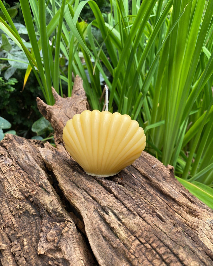 Clam Shell Beeswax Candle Set | 100% All Natural Bees Wax Candles | USA Handmade | Sea | Ocean | Sea | Bay | Beautiful Gift Clamshell NEW - Bees Light Candles