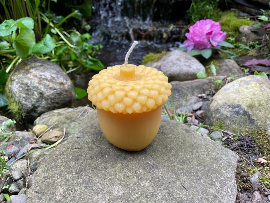 Giant Acorn Beeswax Candle | Oak Tree Jumbo Nut 100% Bees Wax Pure and Clean Burning | Fall Festive |Thanksgiving | Big Tree Seed | Large - Bees Light Candles