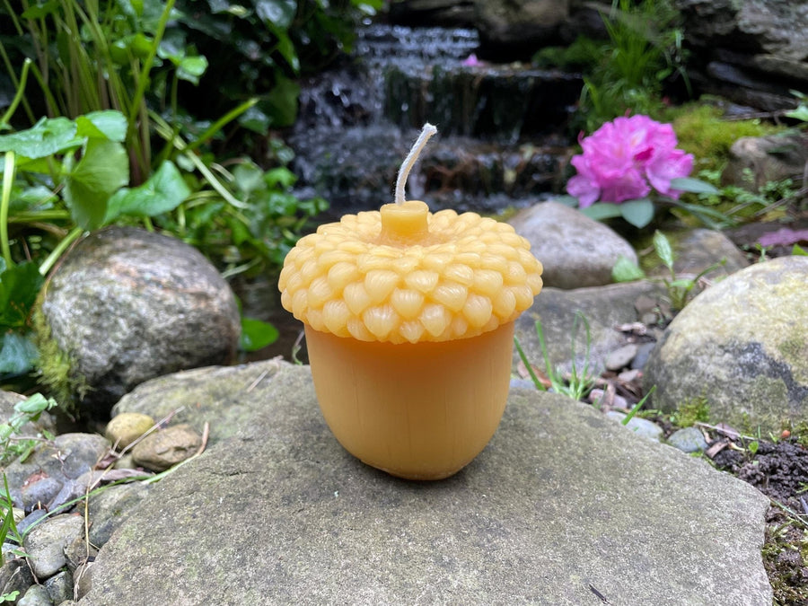 Giant Acorn Beeswax Candle | Oak Tree Jumbo Nut 100% Bees Wax Pure and Clean Burning | Fall Festive |Thanksgiving | Big Tree Seed | Large - Bees Light Candles