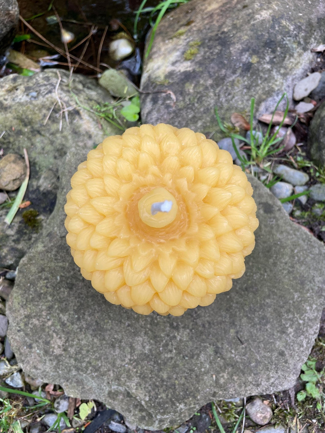 Giant Acorn Beeswax Candle | Oak Tree Jumbo Nut 100% Bees Wax Pure and Clean Burning | Fall Festive |Thanksgiving | Big Tree Seed | Large - Bees Light Candles