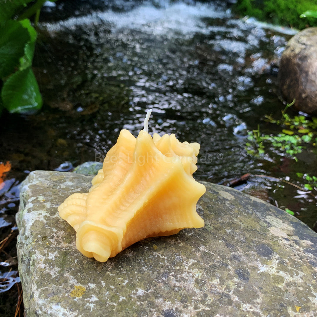 Conch Shell Beeswax Candle