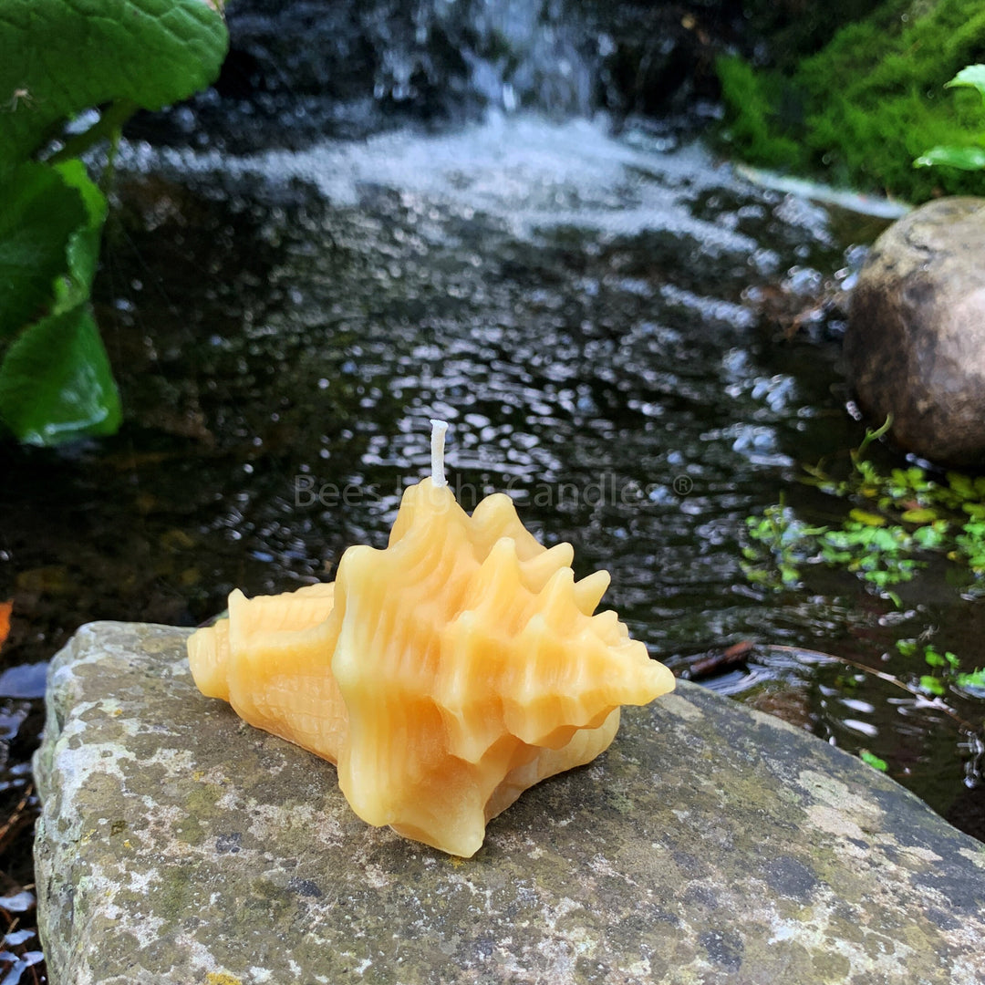 Seashell Beeswax Candle Set