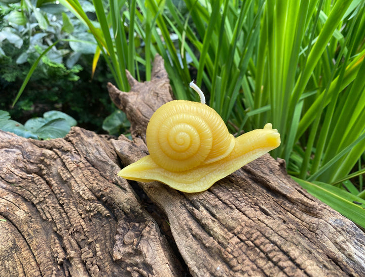 Snail Beeswax Candle