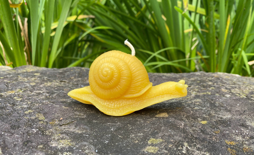 Snail Beeswax Candle