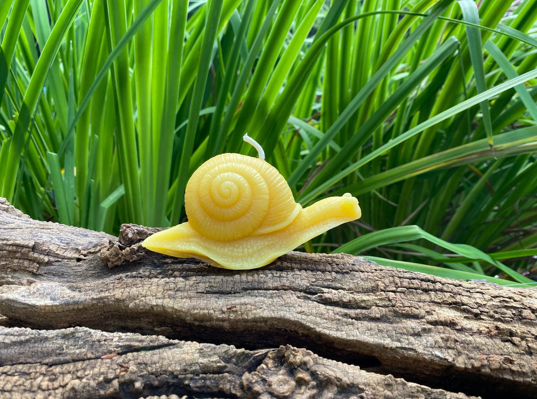 Snail Beeswax Candle