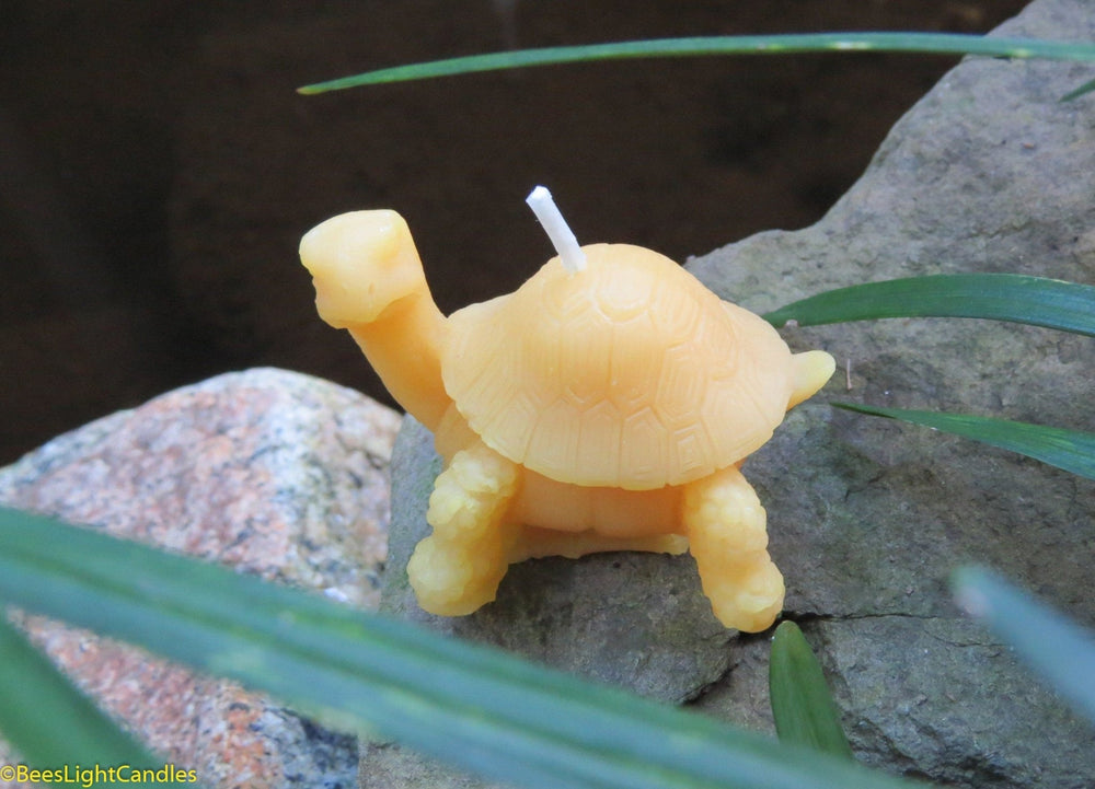 Little Turtle Beeswax Candle | 100% All Natural | Reptile | Tortoise | Turtle Candles | Birthday Gift | Event | Animal | Pond | Patio - Bees Light Candles